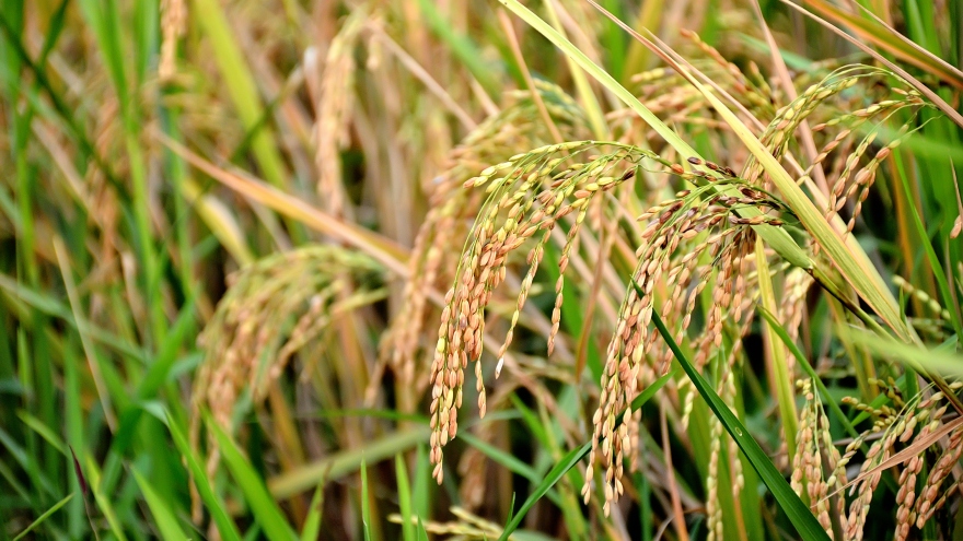 Trung Quốc phát hiện ra gen năng suất cao trên cây lúa